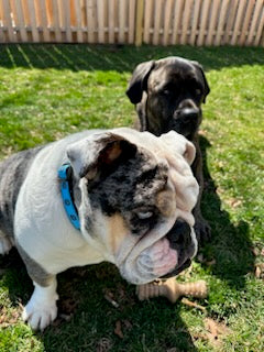 Gotham FC Pets Collection - Dog Collar - Gotham FC Shop